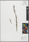Foto von Salix alba L. x Salix fragilis L.